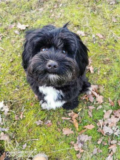 Tibet Terrier-Beitrag-Bild