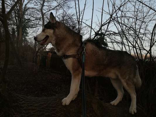 Husky-Beitrag-Bild