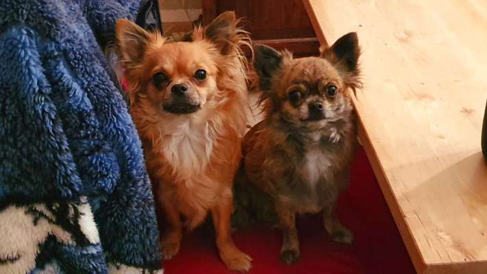 Wo sind die Chihuahua Besitzer ?-Beitrag-Bild