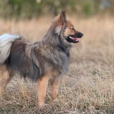 Hundetreffen-Sozialkontakte gesucht-Bild