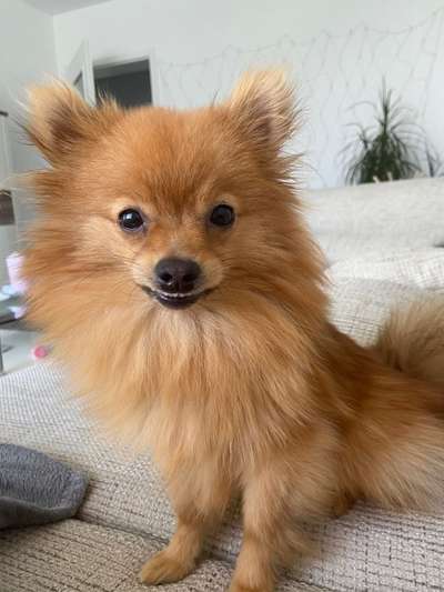 Die Dogorama-Wochen-Challenge "Die schönste Grimasse"-Beitrag-Bild