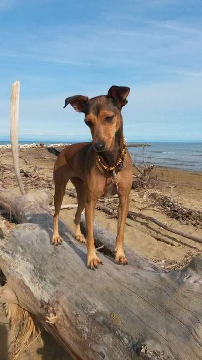 Die Dogorama Kalender Challenge Titelbild-Beitrag-Bild