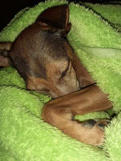 müde der kleine-Beitrag-Bild