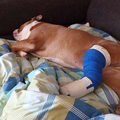 aktuelles Foto Gruppe Bulldoggen aus HH