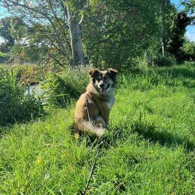 Hundetreffen-Spiel-und Gassirunde /Training-Bild