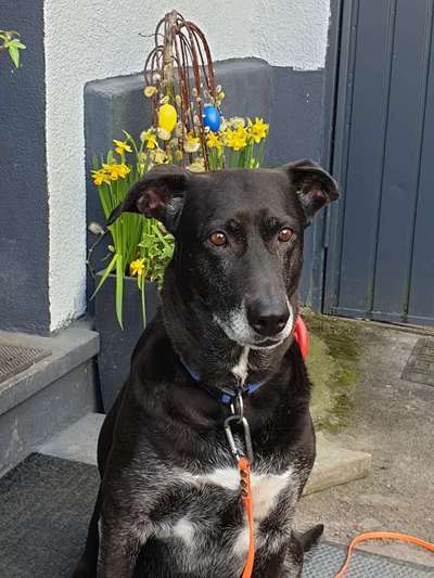 Podencomischling oder Podenco-Beitrag-Bild