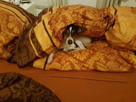 Hunde Memes-Beitrag-Bild