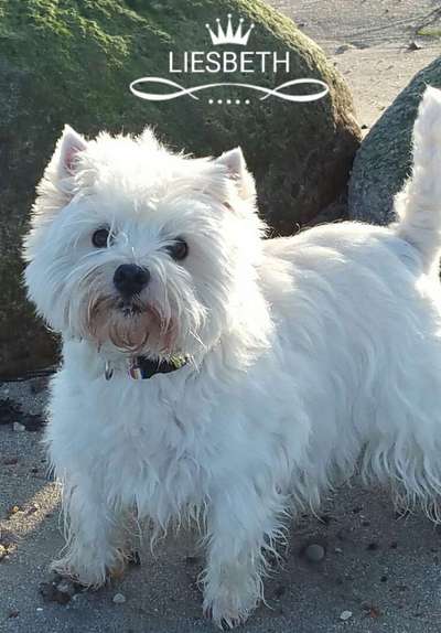 Sih Tschu-Beitrag-Bild