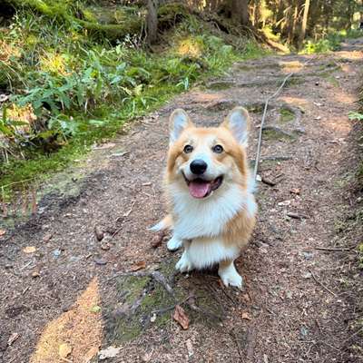 Hundetreffen-Verspielter Corgi sucht Hundefreund 🐾🥰-Bild