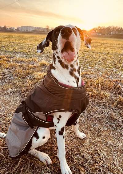 Hundetreffen-Sozialwalk mit Cookie-Bild