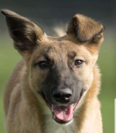 Handy Foto Challange Nr. 46  Happy Dog-Beitrag-Bild