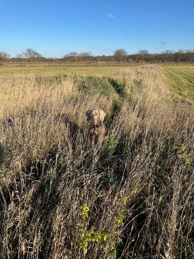 Hundetreffen-Lauffreudige Jagdhunde als gassi und Spielgefährte gesucht-Bild