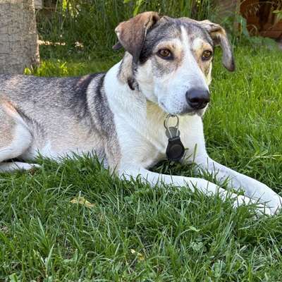 Hundetreffen-Suche laufbegeisterten Spielkameraden-Bild