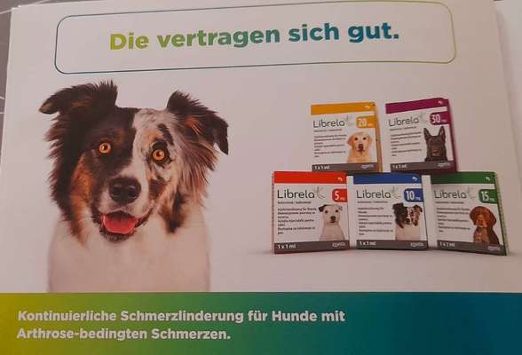 Schmerzlinderung für Hunde-Beitrag-Bild