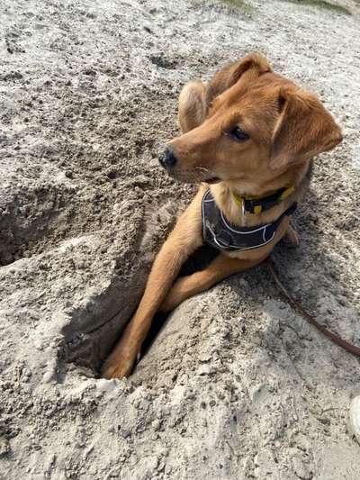 Mischlinge raten - Rätselspaß-Beitrag-Bild