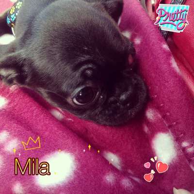 Welpen Bilder !-Beitrag-Bild