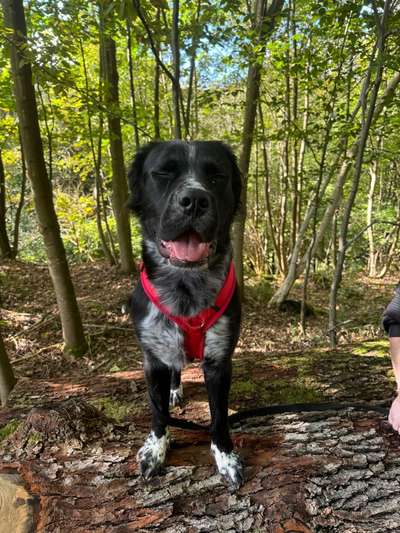 Labradorfans-Beitrag-Bild