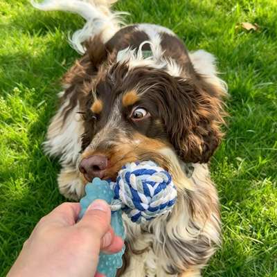 Hundetreffen-Spieltreff-Bild