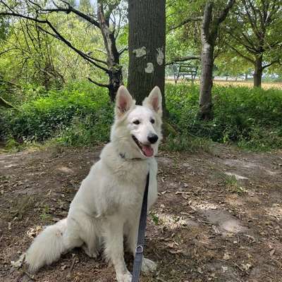 Hundetreffen-Spieltreffen und Spaziergänge-Bild