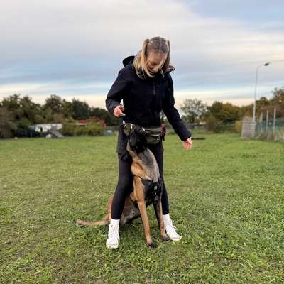 Hundeschulen-State of a Pack-Bild