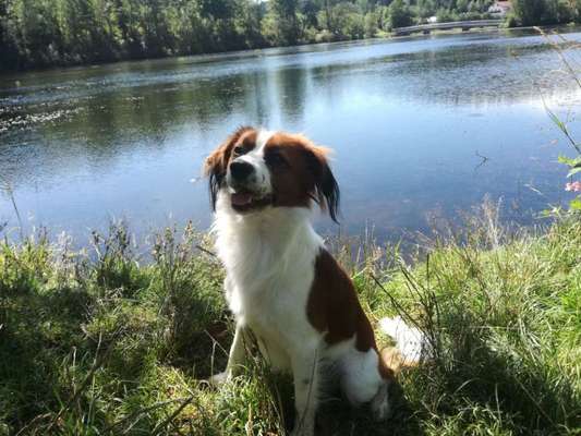 Kooikerhondje-Beitrag-Bild