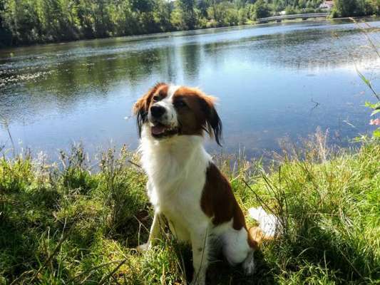 Kooikerhondje-Beitrag-Bild