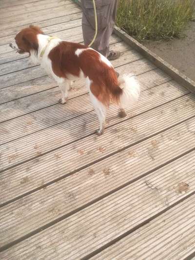 Niederländisches Kooikerhondje-Beitrag-Bild