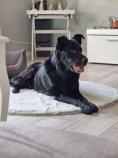 TierschutzhundeStammtisch🐕-Beitrag-Bild