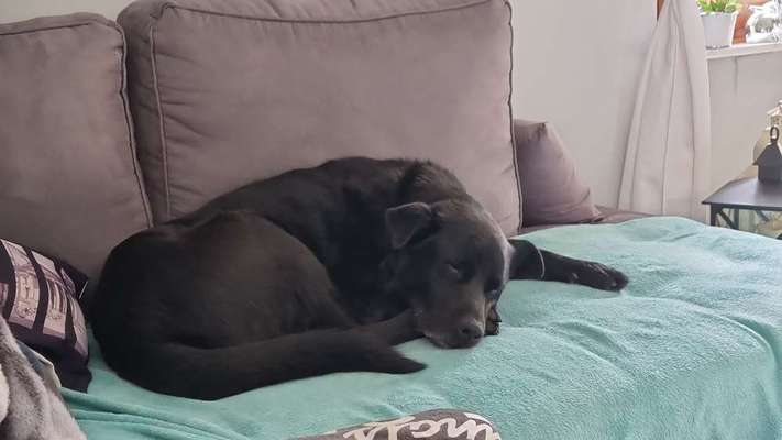 TierschutzhundeStammtisch🐕-Beitrag-Bild