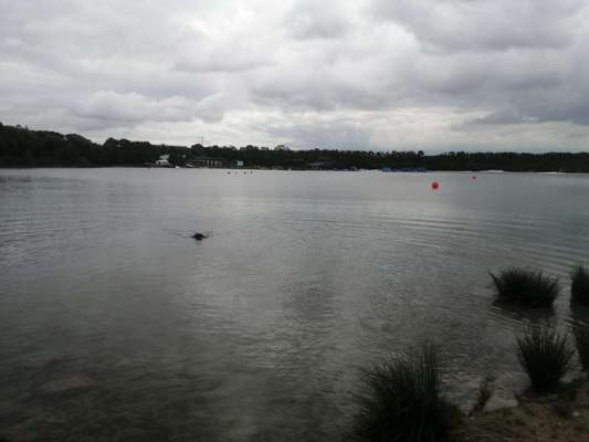 Hundeauslaufgebiet-Tutenbrocksee-Bild