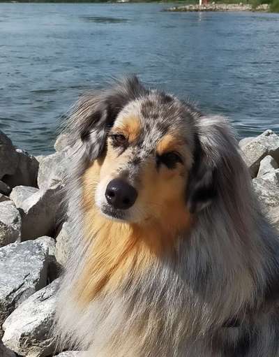 Hunde Porträt (Portrait) Galerie....-Beitrag-Bild