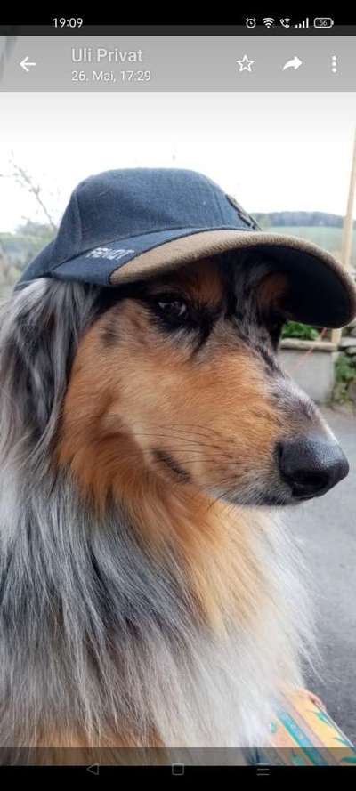 Hunde Porträt (Portrait) Galerie....-Beitrag-Bild