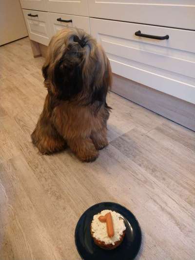 Tibet Terrier-Beitrag-Bild