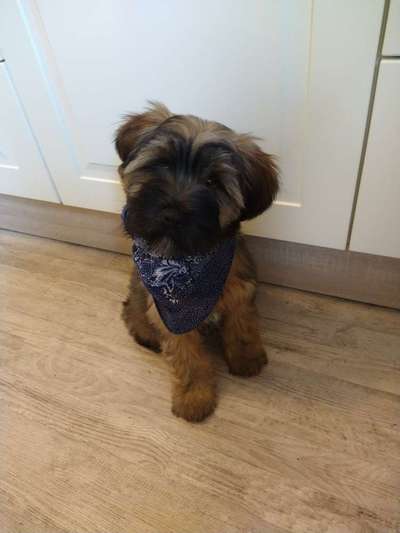 Tibet Terrier-Beitrag-Bild