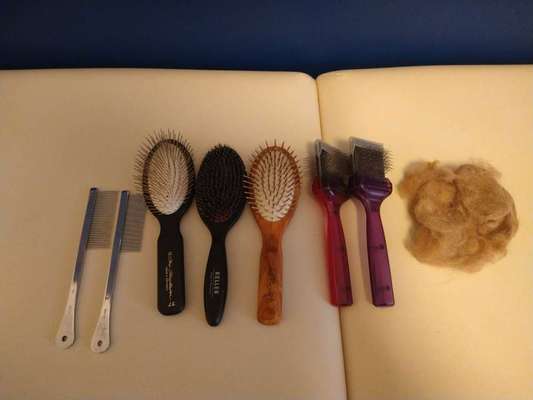 Tibet Terrier-Beitrag-Bild