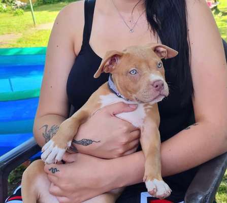 Hundetreffen-Welpen Spielrunde in Saarbrücken-Bild