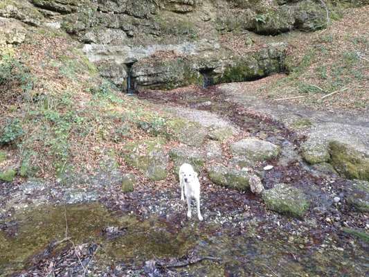 Hundetreffen-Suchen Freunde für Gassi oder Spielrunde-Bild