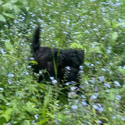 Hundetreffen-Welpen Playdate-Bild