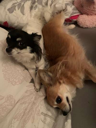 Wo sind die Chihuahua Besitzer ?-Beitrag-Bild