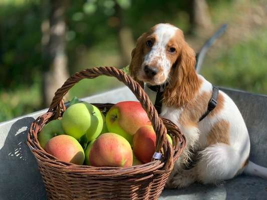 Die Dogorama Kalender Challenge Titelbild-Beitrag-Bild