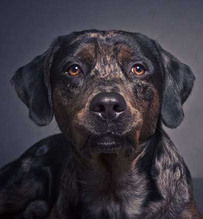 Die Dogorama Kalender Challenge Titelbild-Beitrag-Bild