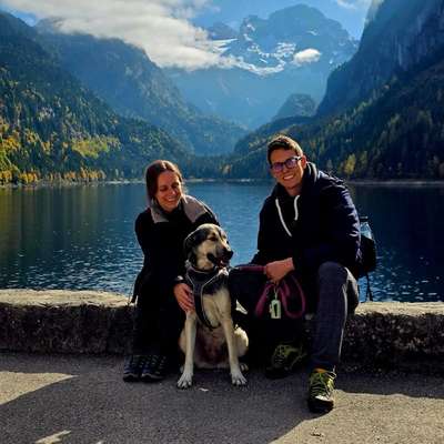 Hundetreffen-Gassi-Freunde nahe Thalgau gesucht-Bild