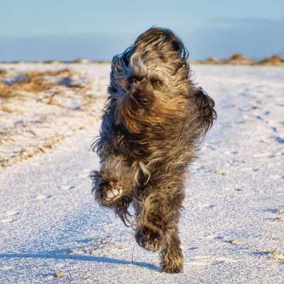 Cockerpoo (Englischer Cockerspaniel +Pudel)-Beitrag-Bild