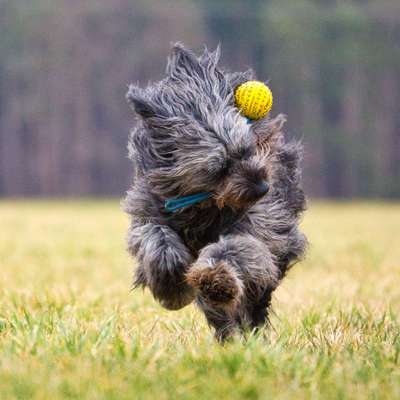 Dogorama Photo Challenge - Apportieren-Beitrag-Bild