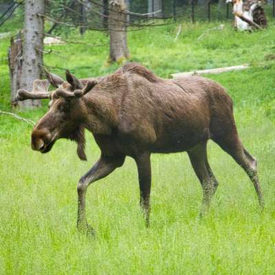 Die wunderschöne Welt mit Hund.-Beitrag-Bild