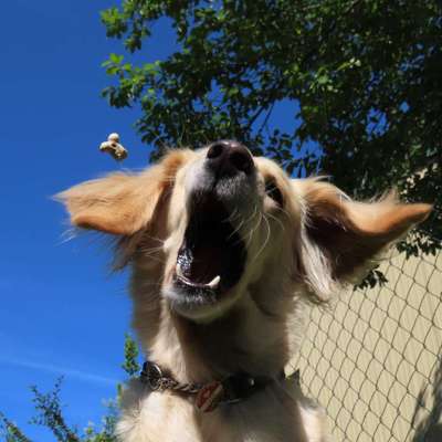 Foto's und Hundemodels-Beitrag-Bild