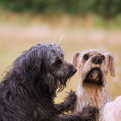 Dogorama Photo Challenge - Dein Hund mit Statuen/Figuren-Beitrag-Bild