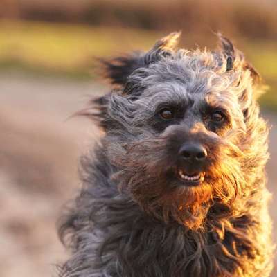 Dogorama Photo Challenge - Einmal lächeln bitte-Beitrag-Bild