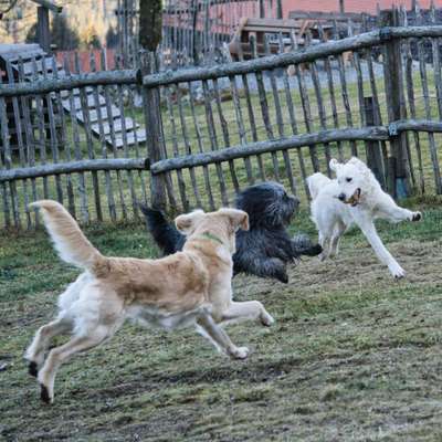 Fotosammlung: ,,Der natürliche Hund" Unbearbeitet, ungestellt und in Natura-Beitrag-Bild
