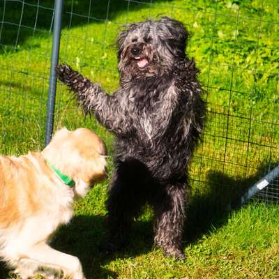 Dogorama Photo Challenge - Spielgesicht-Beitrag-Bild